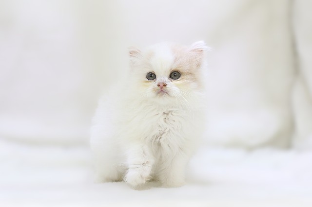 埼玉県のサイベリアン (かねだい草加店/2025年7月12日生まれ/男の子/カメオホワイト)の子猫の1枚目の画像