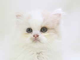 埼玉県のサイベリアン (かねだい草加店/2025年7月12日生まれ/男の子/カメオホワイト)の子猫の2枚目の画像