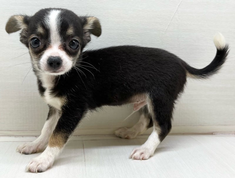 千葉県のハーフ犬・ミックス犬 (かねだい八千代店/2025年7月10日生まれ/男の子/ブラックタンホワイト)の子犬の1枚目の画像