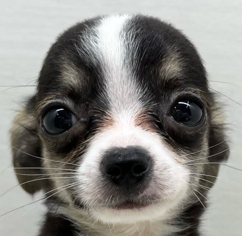 千葉県のハーフ犬・ミックス犬 (かねだい八千代店/2025年7月10日生まれ/男の子/ブラックタンホワイト)の子犬の2枚目の画像