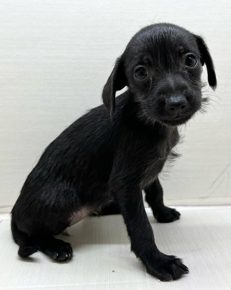 千葉県のハーフ犬・ミックス犬 (かねだい八千代店/2025年7月12日生まれ/女の子/ブラック)の子犬の1枚目の画像