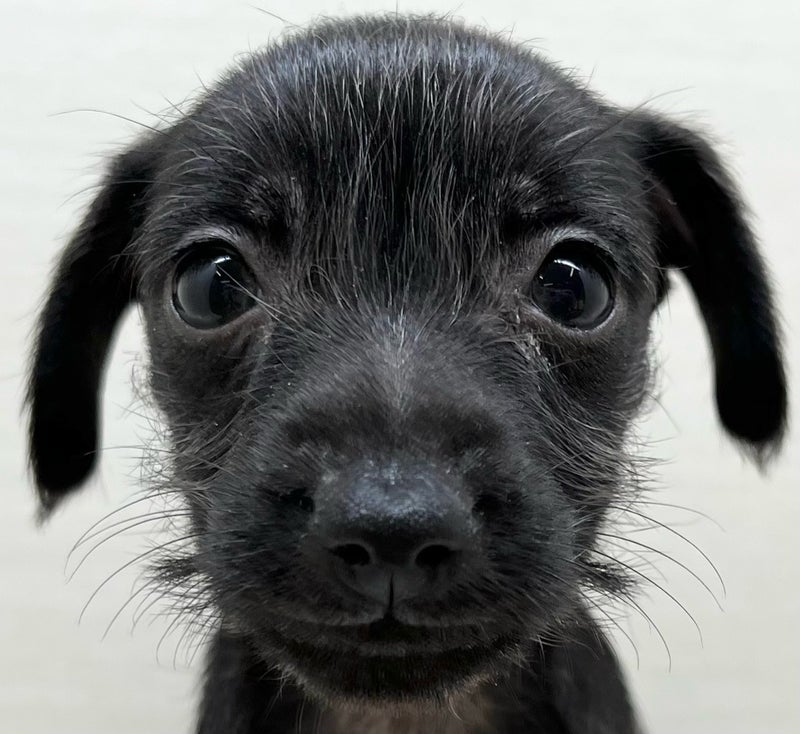 千葉県のハーフ犬・ミックス犬 (かねだい八千代店/2025年7月12日生まれ/女の子/ブラック)の子犬の2枚目の画像