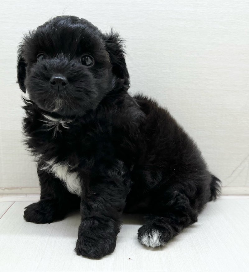 千葉県のハーフ犬・ミックス犬 (かねだい八千代店/2025年7月11日生まれ/男の子/その他色)の子犬の1枚目の画像