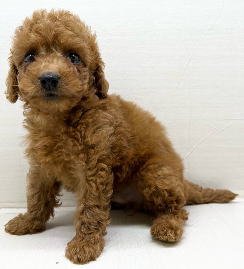 千葉県のトイプードル(トイ) (かねだい八千代店/2025年7月12日生まれ/男の子/レッド)の子犬の1枚目の画像