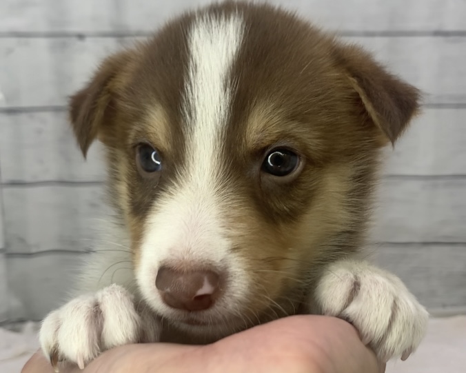 千葉県のハーフ犬・ミックス犬 (かねだい千葉店/2025年7月12日生まれ/男の子/チョコレートホワイト)の子犬の1枚目の画像