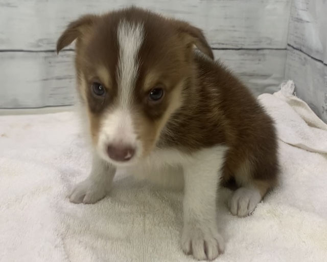 千葉県のハーフ犬・ミックス犬 (かねだい千葉店/2025年7月12日生まれ/男の子/チョコレートホワイト)の子犬の2枚目の画像