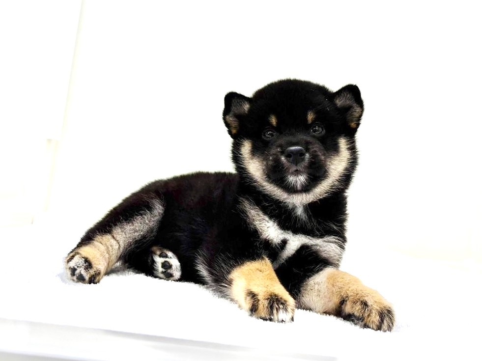 東京都の豆柴 (かねだい本町田店/2025年7月10日生まれ/男の子/黒)の子犬の1枚目の画像