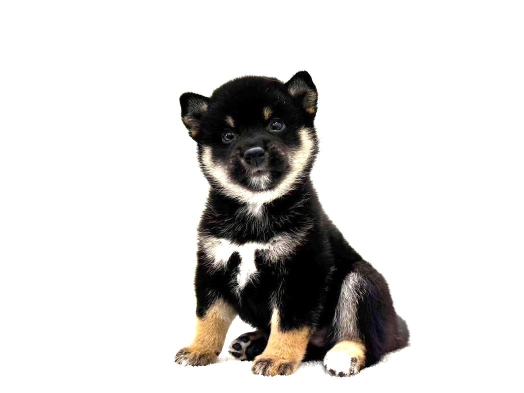 東京都の豆柴 (かねだい本町田店/2025年7月10日生まれ/男の子/黒)の子犬の3枚目の画像