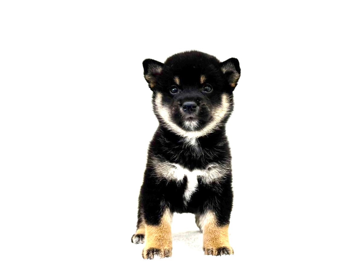 東京都の豆柴 (かねだい本町田店/2025年7月10日生まれ/男の子/黒)の子犬の4枚目の画像