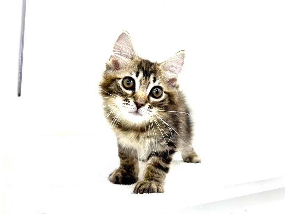 東京都のサイベリアン (かねだい本町田店/2025年6月29日生まれ/男の子/ブラウンタビー)の子猫の4枚目の画像