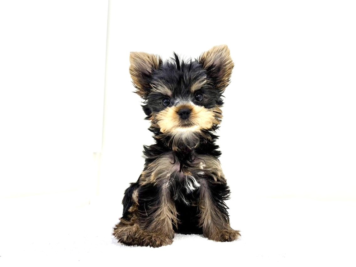 東京都のヨークシャーテリア (かねだい本町田店/2025年7月4日生まれ/男の子/スチールブルータン)の子犬の3枚目の画像