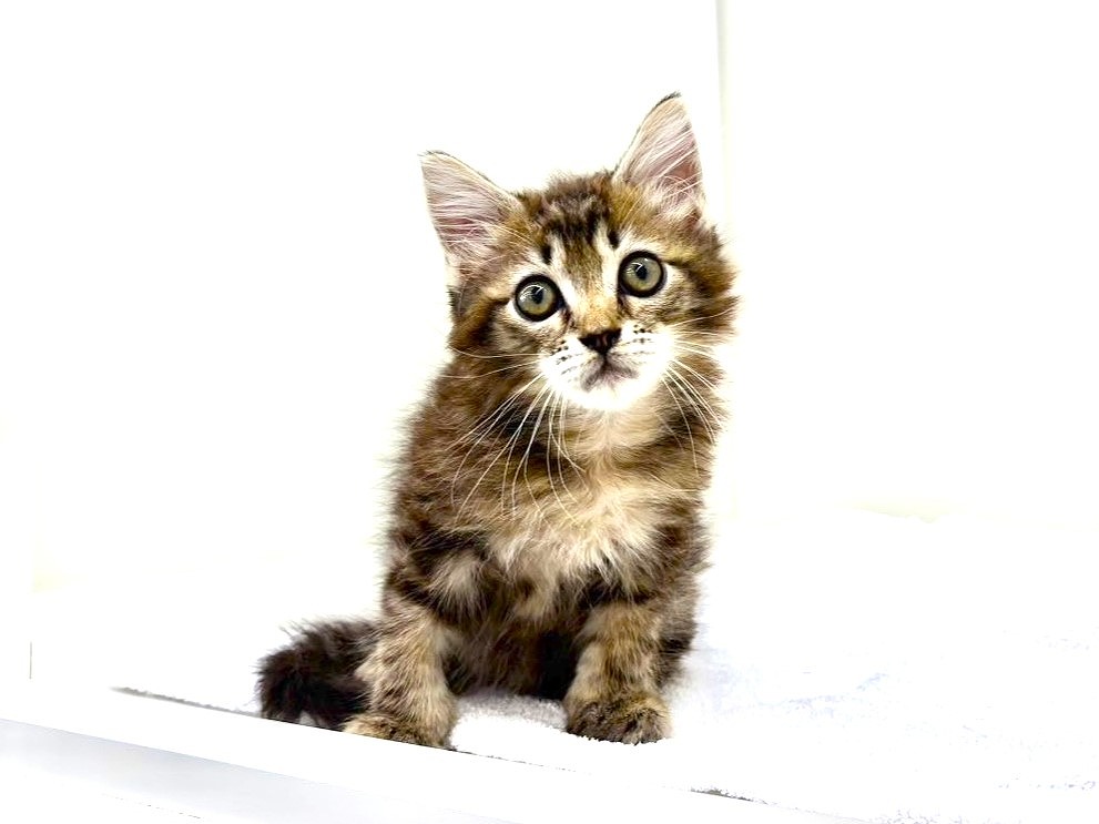 東京都のサイベリアン (かねだい本町田店/2025年6月29日生まれ/男の子/ブラウンタビー)の子猫の3枚目の画像