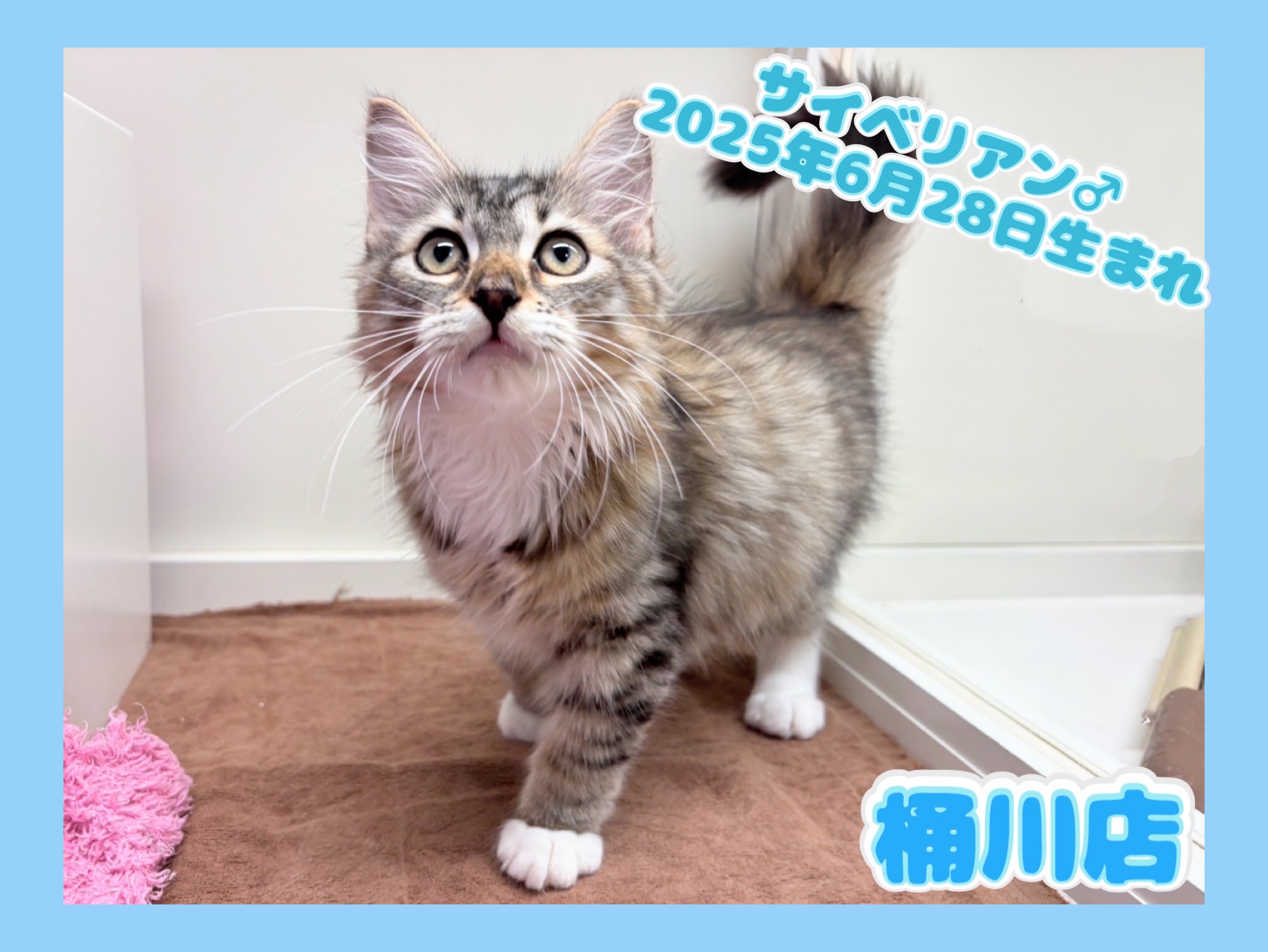 埼玉県のサイベリアン (かねだい桶川店/2025年6月28日生まれ/男の子/ブラウンタビーホワイト)の子猫の1枚目の画像
