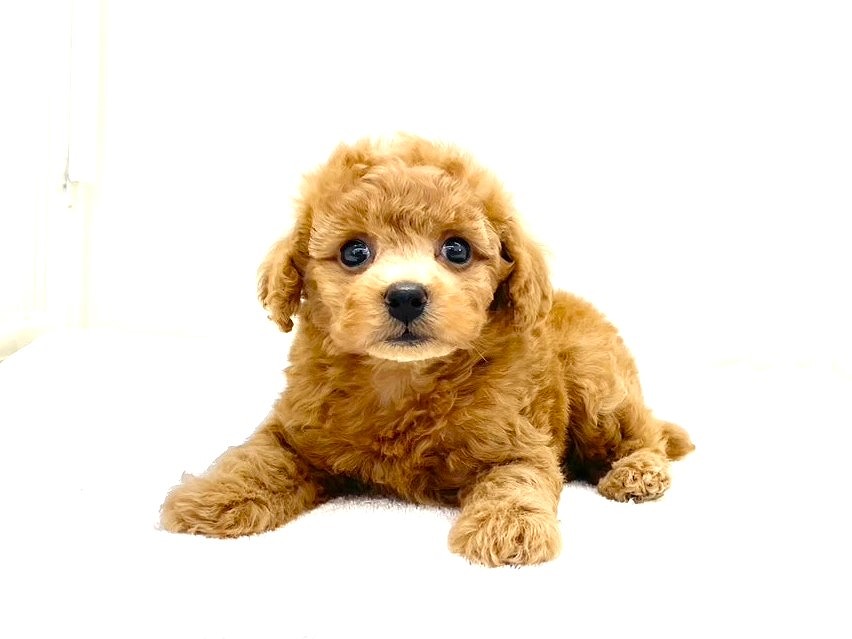 東京都のトイプードル(トイ) (かねだい本町田店/2025年7月12日生まれ/男の子/レッド)の子犬の1枚目の画像