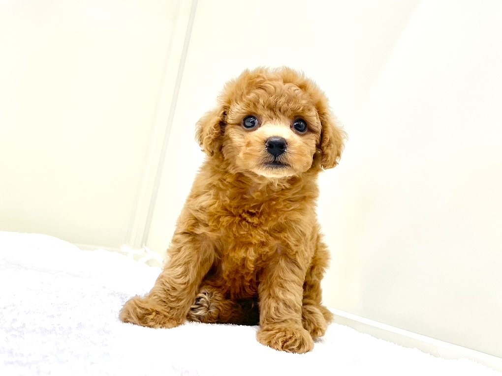 東京都のトイプードル(トイ) (かねだい本町田店/2025年7月12日生まれ/男の子/レッド)の子犬の2枚目の画像
