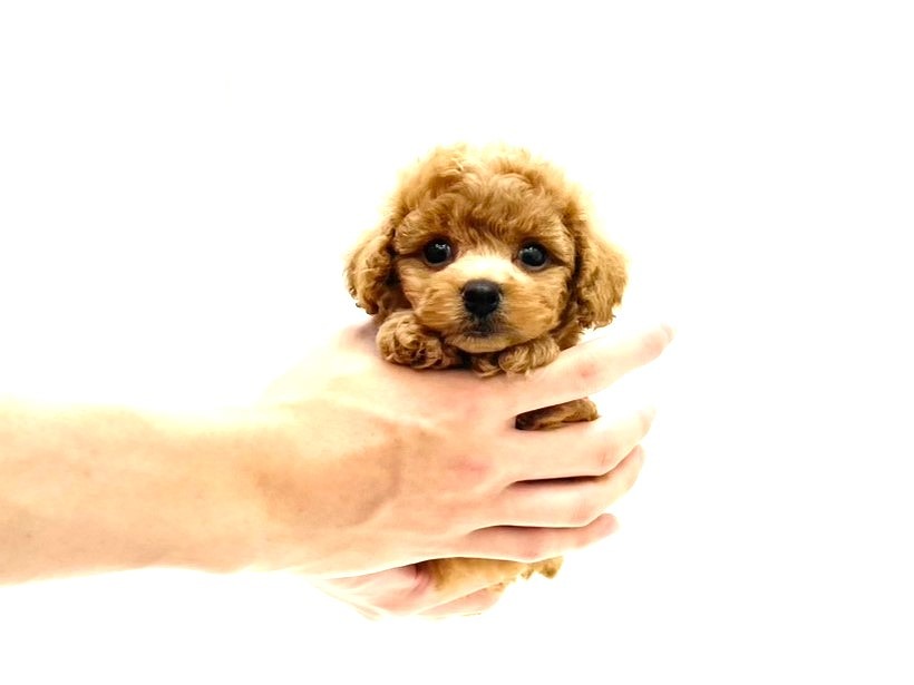 東京都のトイプードル(トイ) (かねだい本町田店/2025年7月12日生まれ/男の子/レッド)の子犬の4枚目の画像