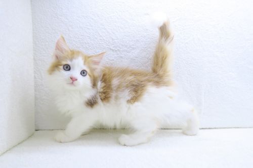 神奈川県のノルウェージャンフォレストキャット (かねだい海老名店/2025年7月12日生まれ/男の子/レッドホワイト)の子猫の1枚目の画像