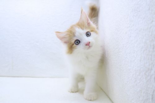 神奈川県のノルウェージャンフォレストキャット (かねだい海老名店/2025年7月12日生まれ/男の子/レッドホワイト)の子猫の3枚目の画像