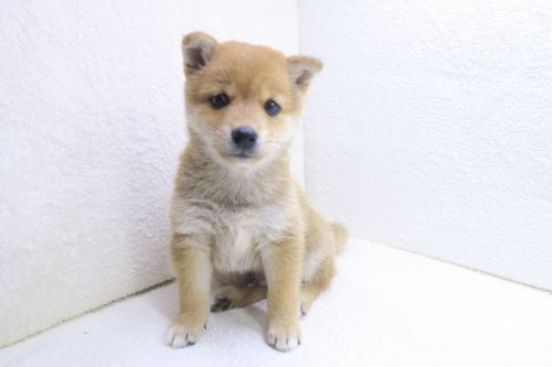 神奈川県の豆柴 (かねだい海老名店/2025年7月13日生まれ/男の子/赤)の子犬の1枚目の画像