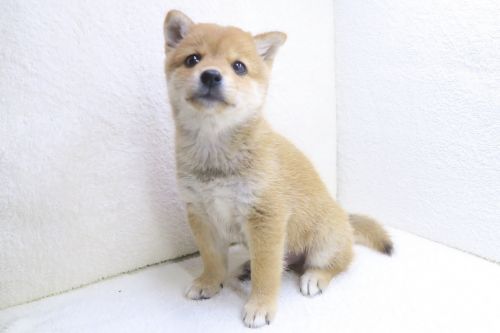 神奈川県の豆柴 (かねだい海老名店/2025年7月13日生まれ/男の子/赤)の子犬の2枚目の画像