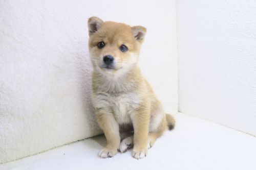 神奈川県の豆柴 (かねだい海老名店/2025年7月13日生まれ/男の子/赤)の子犬の3枚目の画像