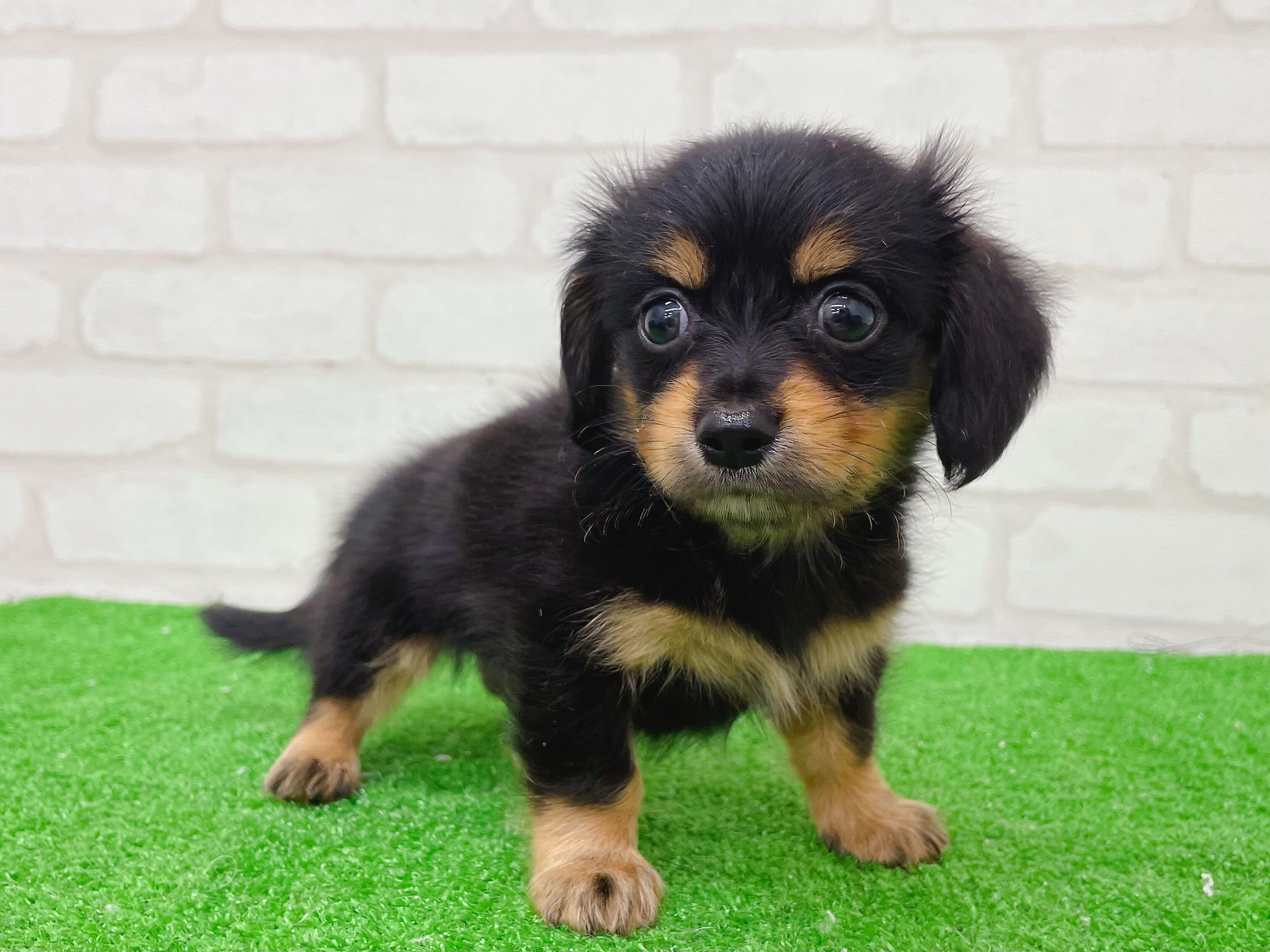 東京都のMIX犬　（父）L.チワワ、（母）M.ダックス (かねだい立川店/2025年7月12日生まれ/男の子/ブラックタン)の子犬の3枚目の画像