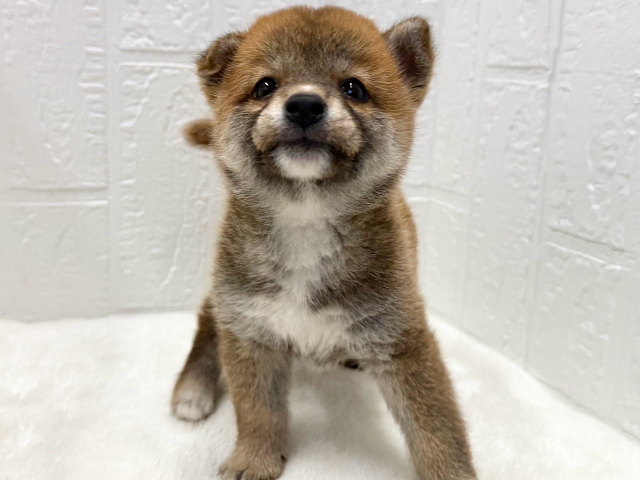 東京都の柴犬(標準サイズ) (かねだい青梅店/2025年7月13日生まれ/女の子/赤)の子犬の2枚目の画像