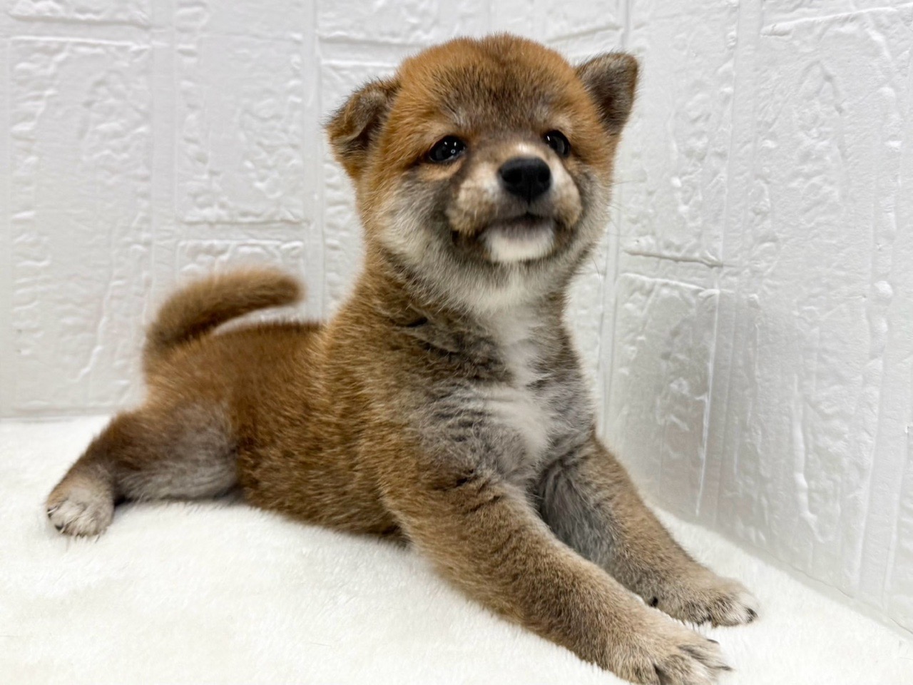 東京都の柴犬(標準サイズ) (かねだい青梅店/2025年7月13日生まれ/女の子/赤)の子犬の4枚目の画像