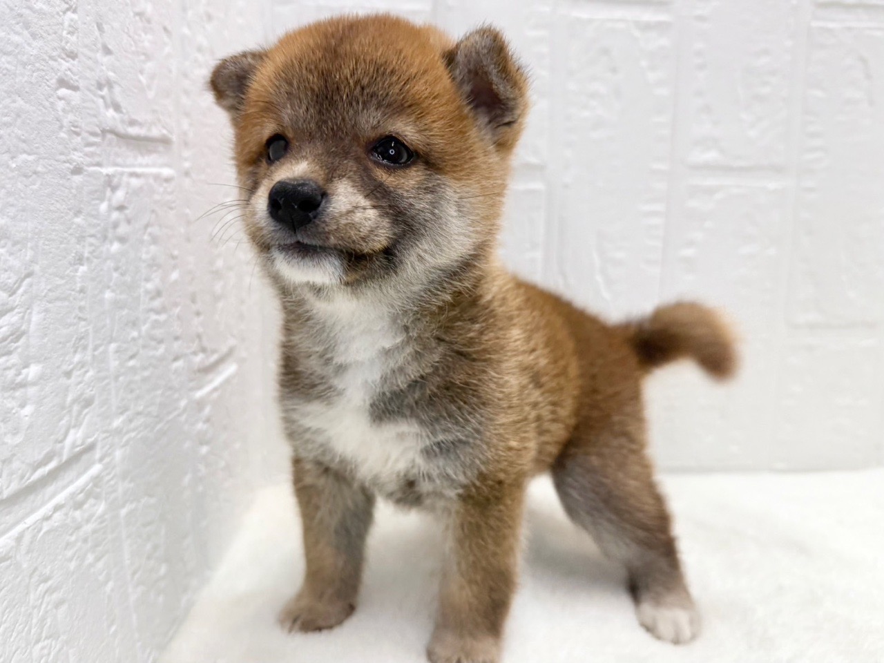 東京都の柴犬(標準サイズ) (かねだい青梅店/2025年7月13日生まれ/女の子/赤)の子犬の4枚目の画像