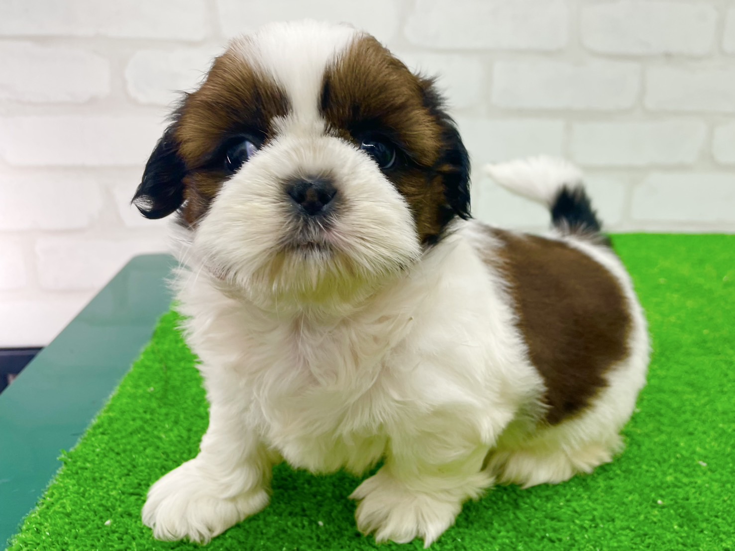東京都のシーズー (かねだい立川店/2025年7月13日生まれ/女の子/ホワイトゴールド)の子犬の1枚目の画像