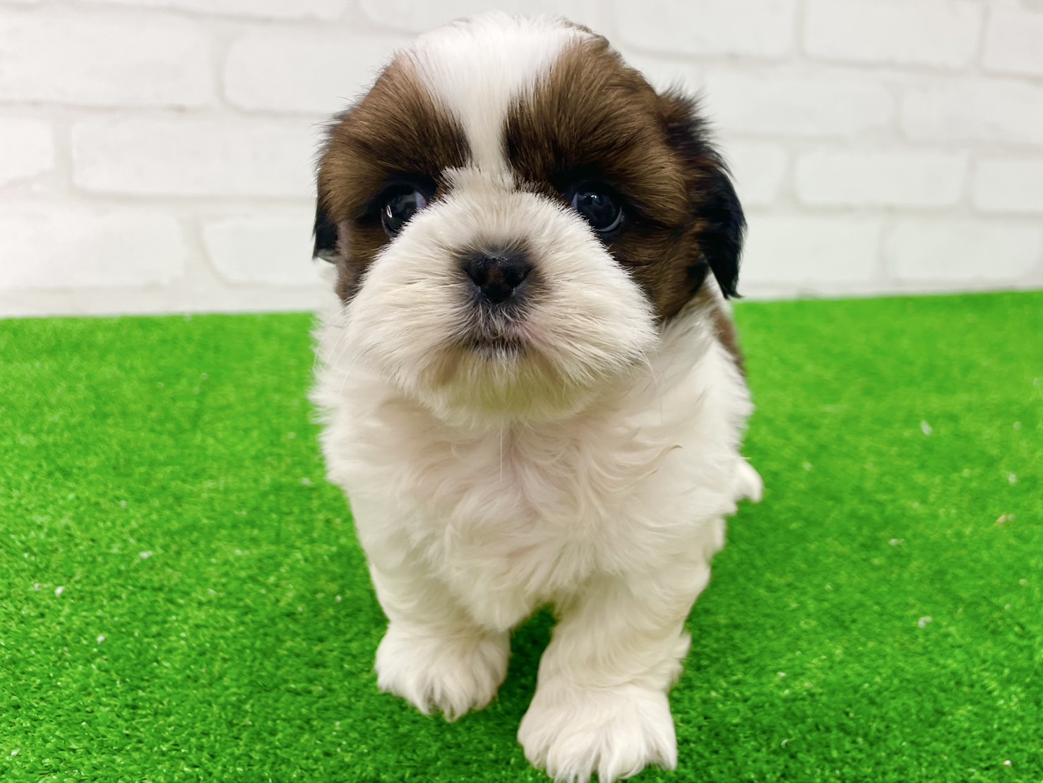 東京都のシーズー (かねだい立川店/2025年7月13日生まれ/女の子/ホワイトゴールド)の子犬の2枚目の画像