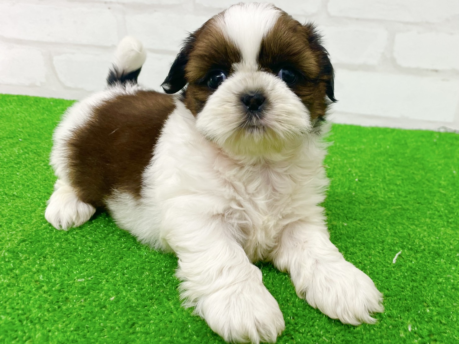 東京都のシーズー (かねだい立川店/2025年7月13日生まれ/女の子/ホワイトゴールド)の子犬の4枚目の画像