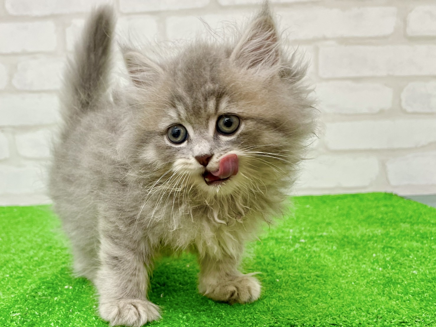 東京都のミヌエット (かねだい立川店/2025年7月13日生まれ/男の子/ブルー)の子猫の1枚目の画像