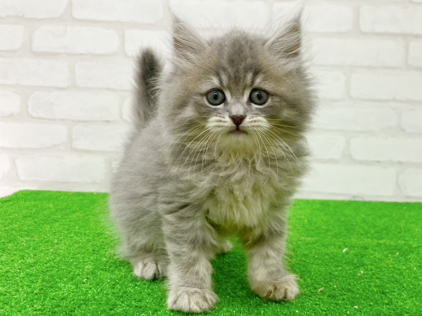 東京都のミヌエット (かねだい立川店/2025年7月13日生まれ/男の子/ブルー)の子猫の2枚目の画像
