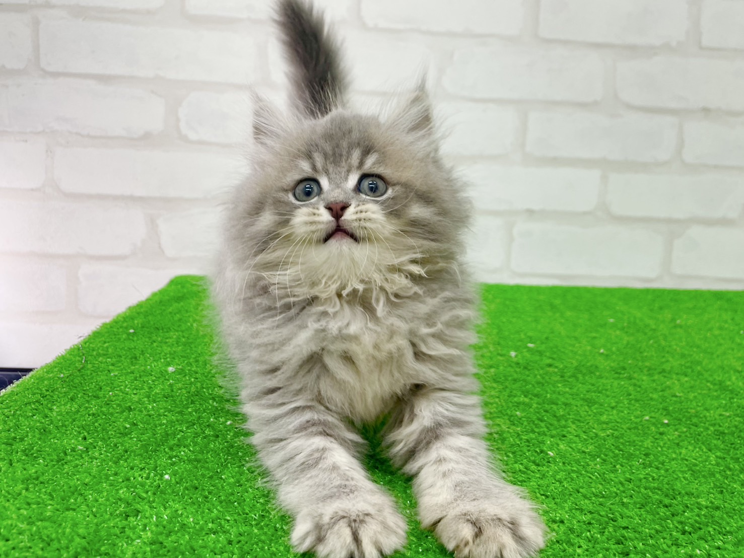 東京都のミヌエット (かねだい立川店/2025年7月13日生まれ/男の子/ブルー)の子猫の3枚目の画像