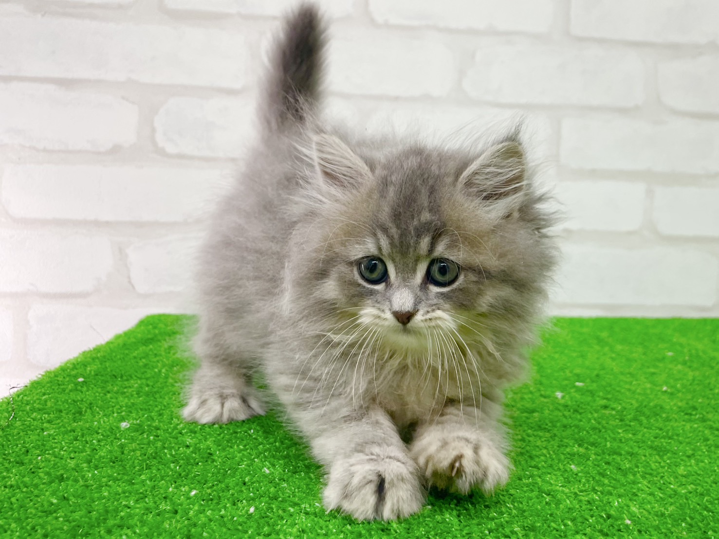 東京都のミヌエット (かねだい立川店/2025年7月13日生まれ/男の子/ブルー)の子猫の4枚目の画像