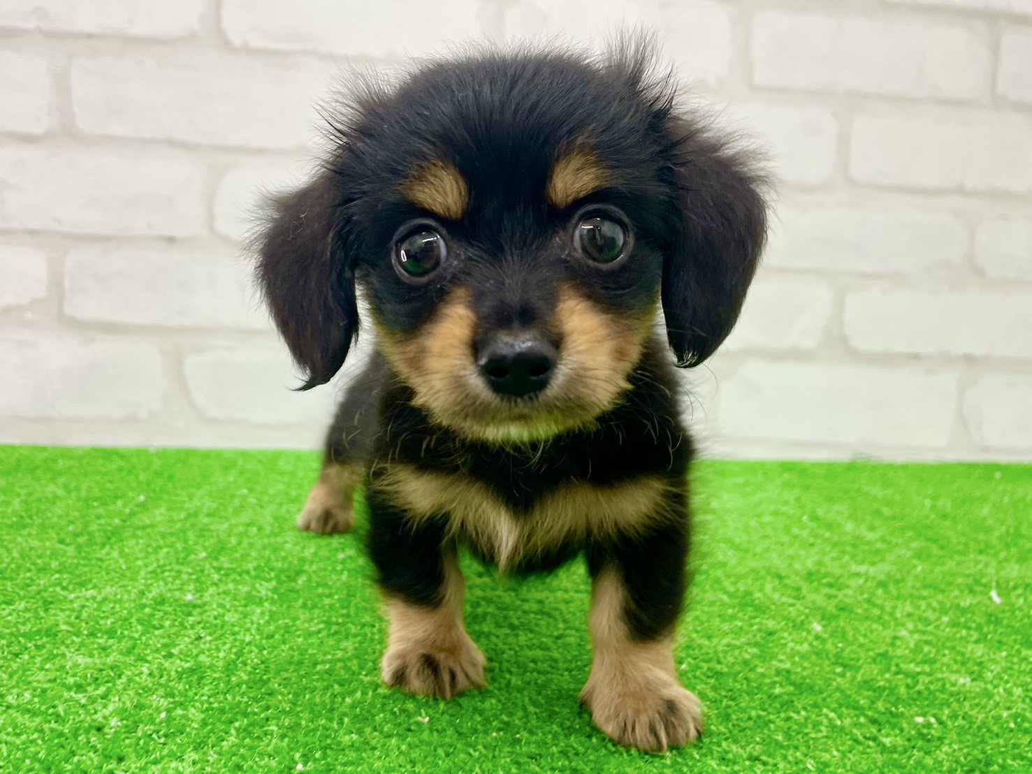 東京都のMIX犬　（父）L.チワワ、（母）M.ダックス (かねだい立川店/2025年7月12日生まれ/男の子/ブラックタン)の子犬の2枚目の画像