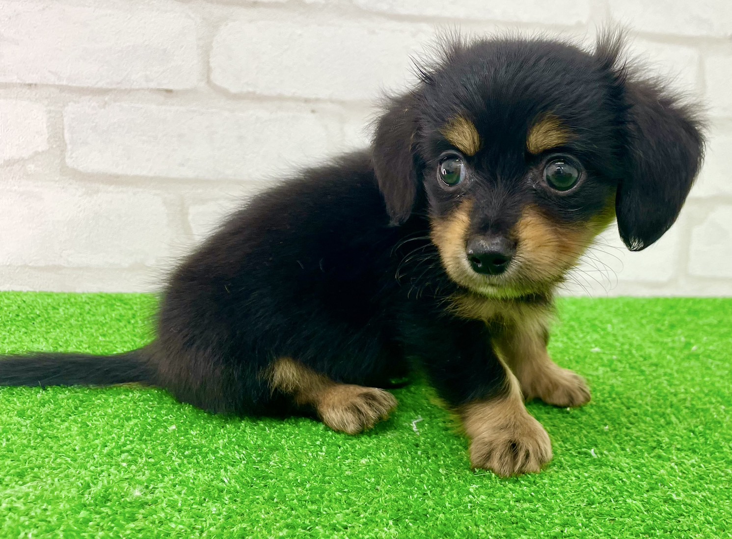東京都のMIX犬　（父）L.チワワ、（母）M.ダックス (かねだい立川店/2025年7月12日生まれ/男の子/ブラックタン)の子犬の4枚目の画像