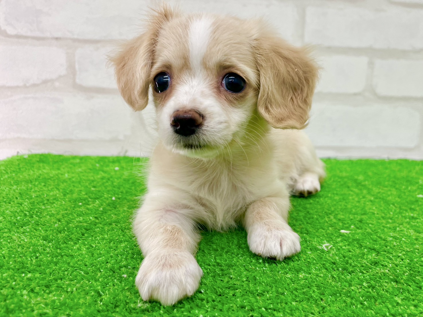 東京都のMIX犬　（父）チワワ、（母）ミニチュアダックス (かねだい立川店/2025年7月7日生まれ/女の子/クリームホワイト)の子犬の2枚目の画像