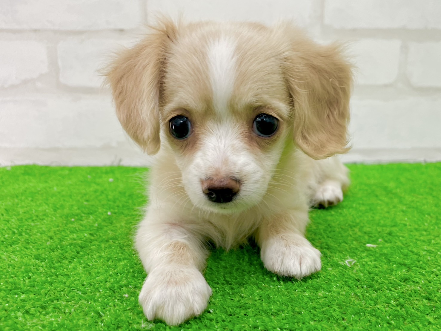 東京都のMIX犬　（父）チワワ、（母）ミニチュアダックス (かねだい立川店/2025年7月7日生まれ/女の子/クリームホワイト)の子犬の3枚目の画像