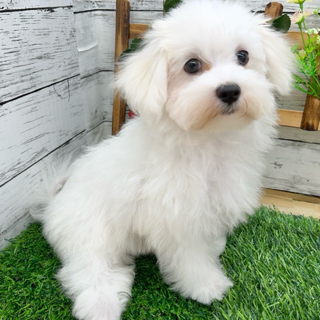 埼玉県のマルチーズ (かねだい所沢店/2025年5月25日生まれ/男の子/ホワイト)の子犬の3枚目の画像
