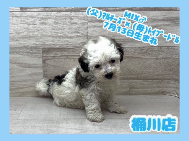 埼玉県のマルプー(マルチーズ×プードル) (かねだい桶川店/2025年7月13日生まれ/男の子/その他色)の子犬の1枚目の画像