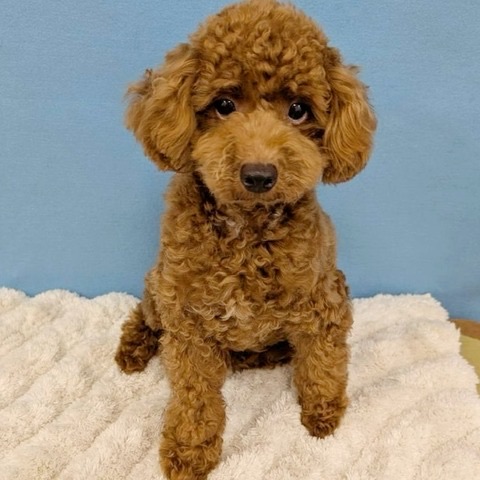 千葉県のトイプードル(トイ) (かねだい四街道店/2025年2月28日生まれ/男の子/レッド)の子犬の1枚目の画像