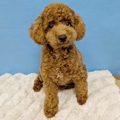 千葉県のトイプードル(トイ) (かねだい四街道店/2025年2月28日生まれ/男の子/レッド)の子犬の2枚目の画像
