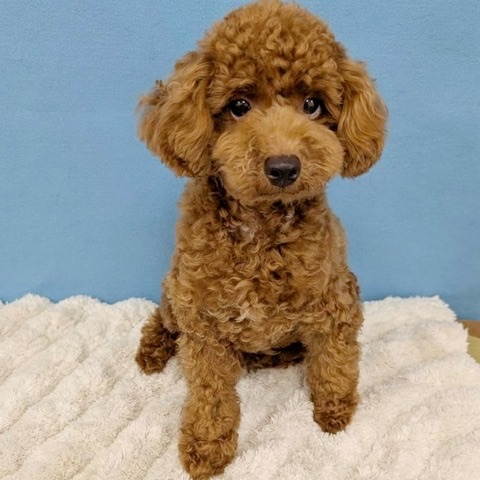 千葉県のトイプードル(トイ) (かねだい四街道店/2025年2月28日生まれ/男の子/レッド)の子犬の4枚目の画像