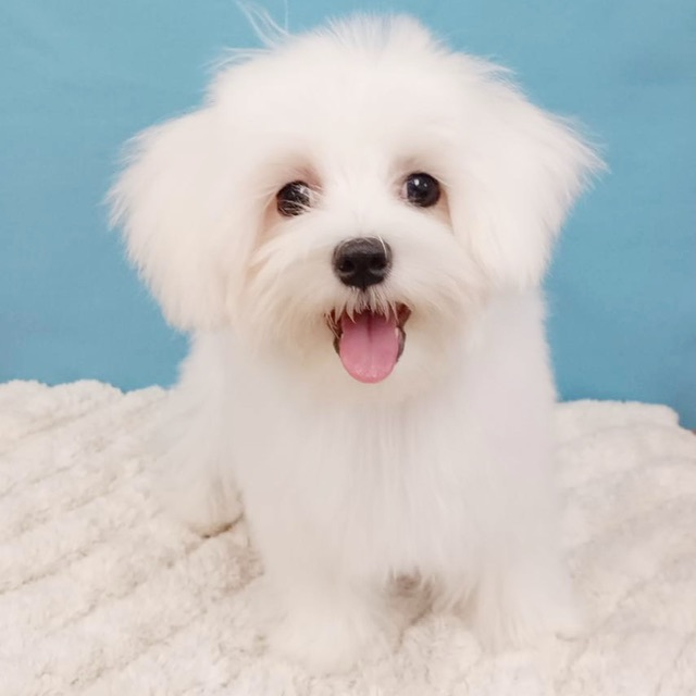 千葉県のマルチーズ (かねだい四街道店/2025年3月29日生まれ/女の子/ホワイト)の子犬の1枚目の画像