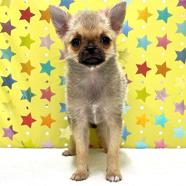 東京都のハーフ犬・ミックス犬 (かねだい足立店/2025年6月21日生まれ/女の子/その他色)の子犬の1枚目の画像