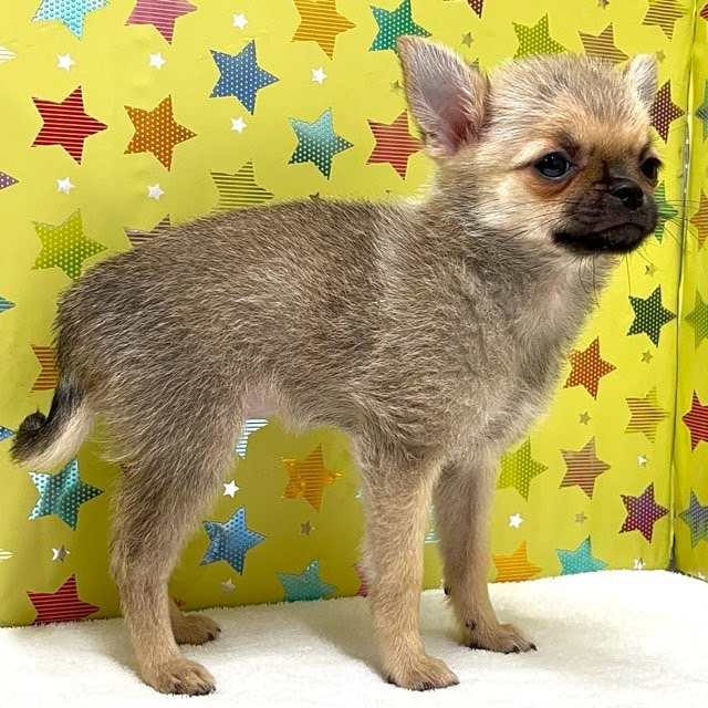 東京都のハーフ犬・ミックス犬 (かねだい足立店/2025年6月21日生まれ/女の子/その他色)の子犬の2枚目の画像