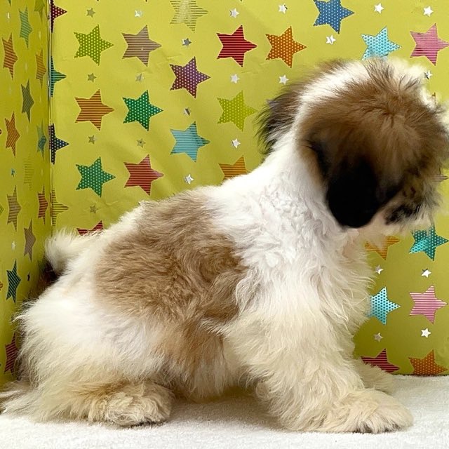 東京都のシーズー (かねだい足立店/2025年6月22日生まれ/男の子/ゴールドホワイト)の子犬の2枚目の画像