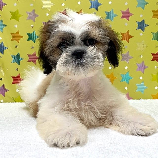 東京都のシーズー (かねだい足立店/2025年6月22日生まれ/男の子/ゴールドホワイト)の子犬の1枚目の画像